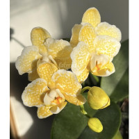 Орхiдея Phal. Yaphon Golden Leopard - купити, доставка Україна